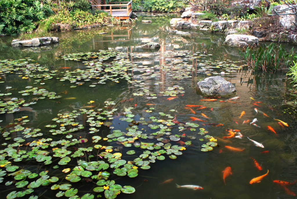 Pond Fountain & Aquaculture